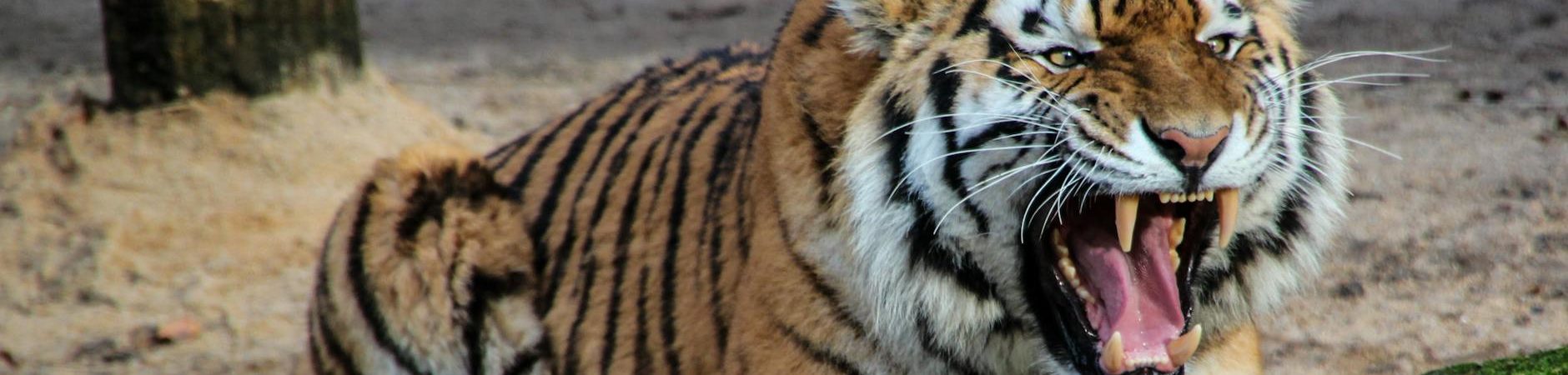 black white and yellow tiger sitting on a beige sand during daytime